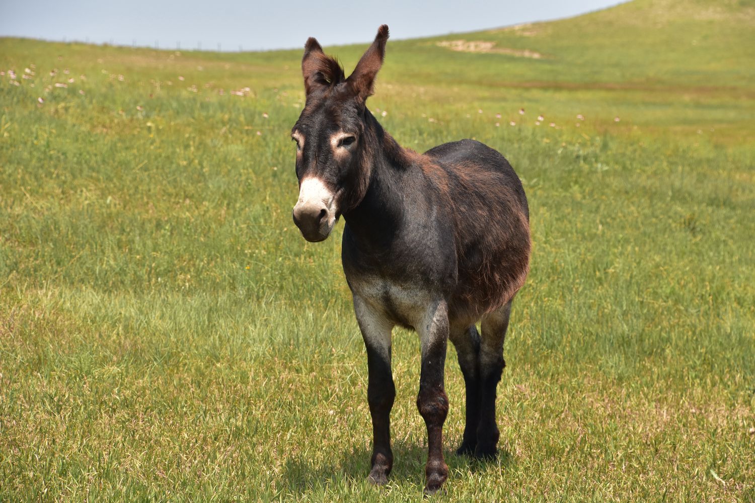 Más barata que la carne vacuna: el kilo de carne de burro para esta prueba salió por $7500.