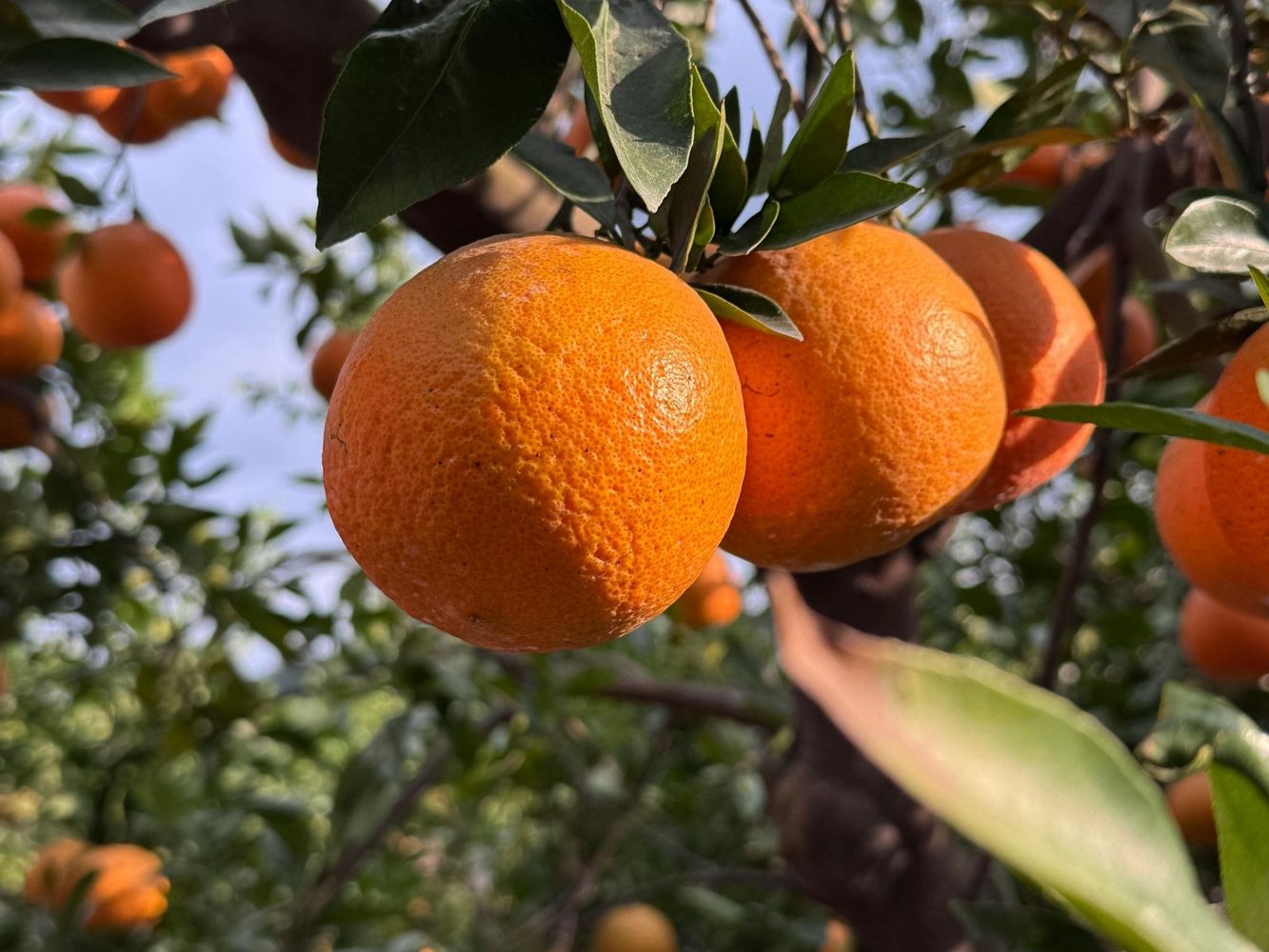 El color, el estado y la cantidad de frutas pueden dar pistas clave sobre tu presente emocional.