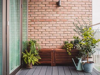 Ni suculentas ni cactus: la planta ideal para el balcón que soporta sol y viento sin problemas