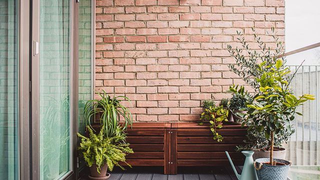 La planta ideal para tu balcón