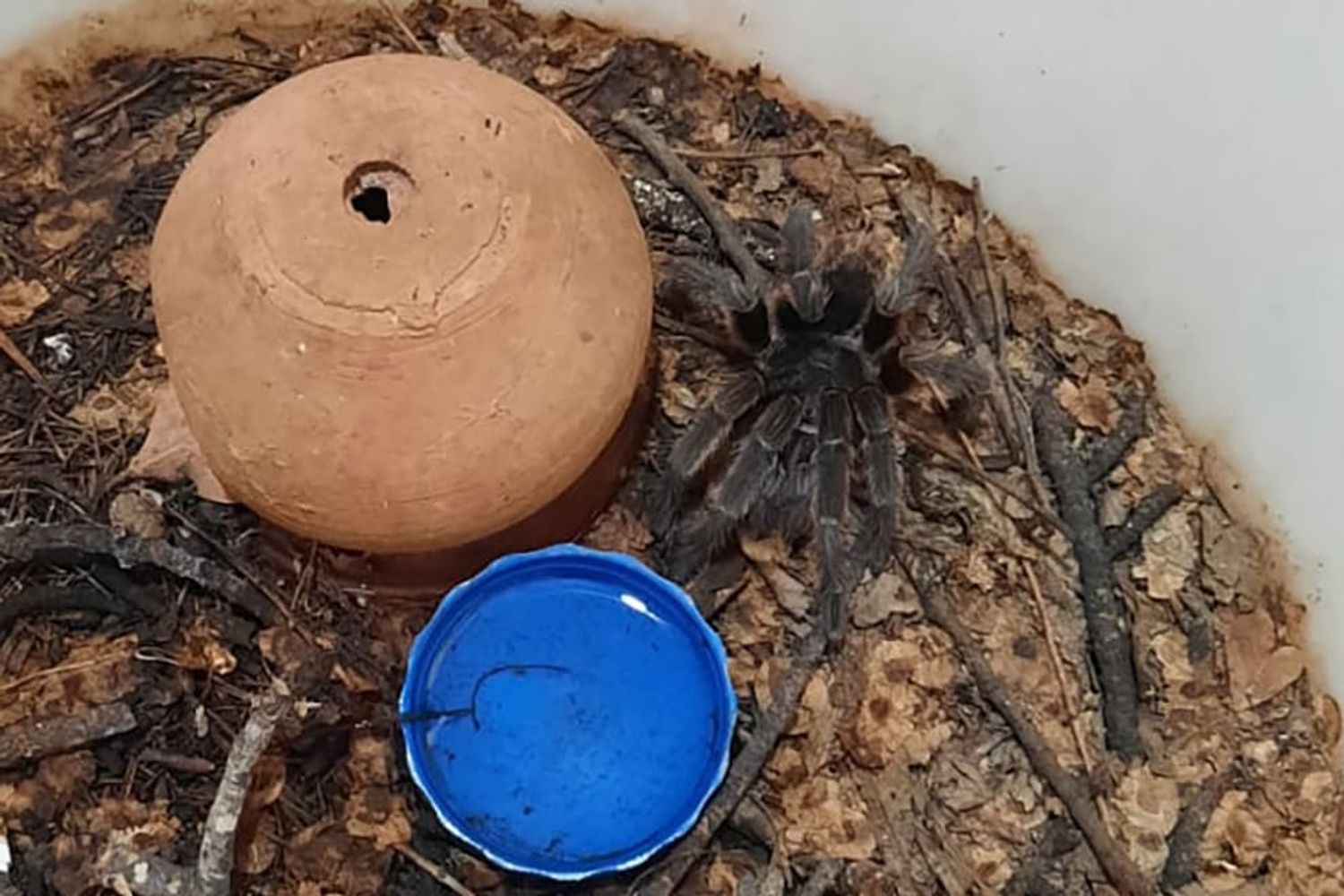 Tarántulas en Villa Parque Síquiman