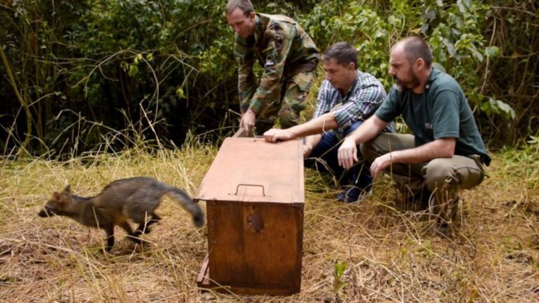 Liberaron 13 animales silvestres rehabilitados en Paraje Deseado.