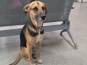 Un perro esperó 25 días a su dueño fallecido en un hospital de Córdoba: qué pasó con la mascota