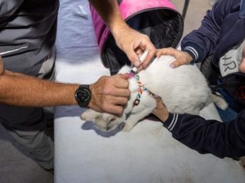 Vacunación gratuita para mascotas en Córdoba: conocé el cronograma completo