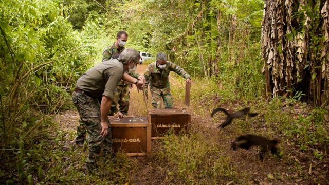 Liberaron 13 animales silvestres rehabilitados en Paraje Deseado.