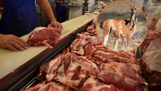 Carne de guanaco.