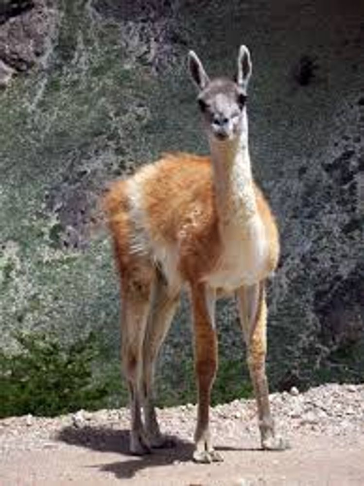 Carne de guanaco.