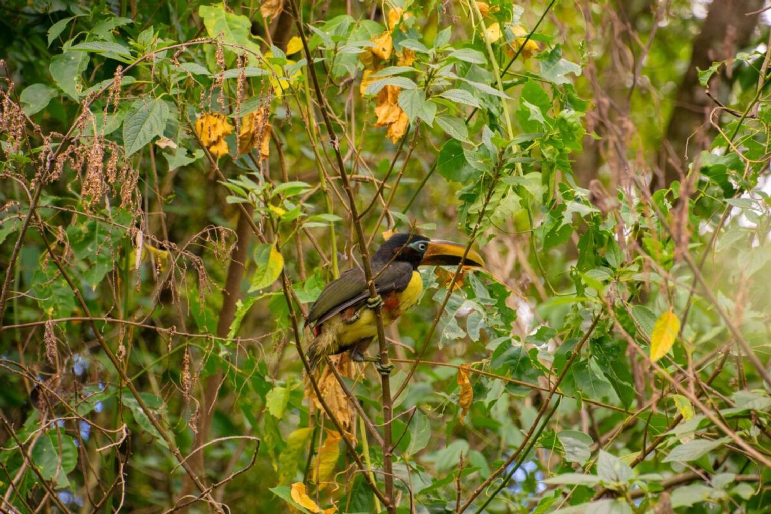 Liberaron 13 animales silvestres rehabilitados en Paraje Deseado.