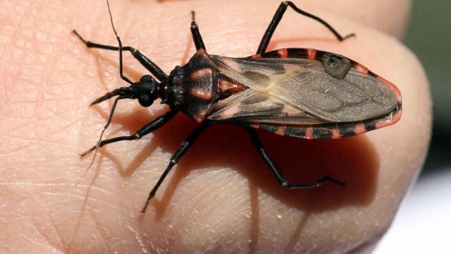 Alerta por Chagas: cómo un fruto podría estar vinculado a la transmisión de la enfermedad, según expertos.
