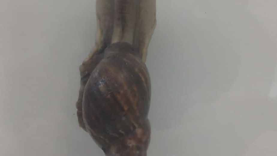 Caracol gigante africano: activan medidas de prevención y control