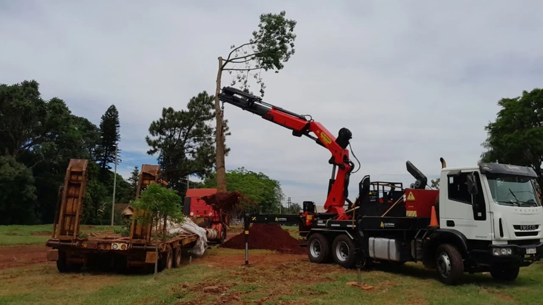 Exitoso trasplante de un palo borracho: el ejemplar ya floreció en su nuevo entorno.