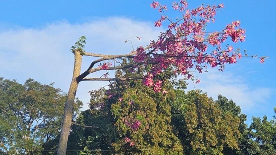 Exitoso trasplante de un palo borracho: el ejemplar ya floreció en su nuevo entorno.