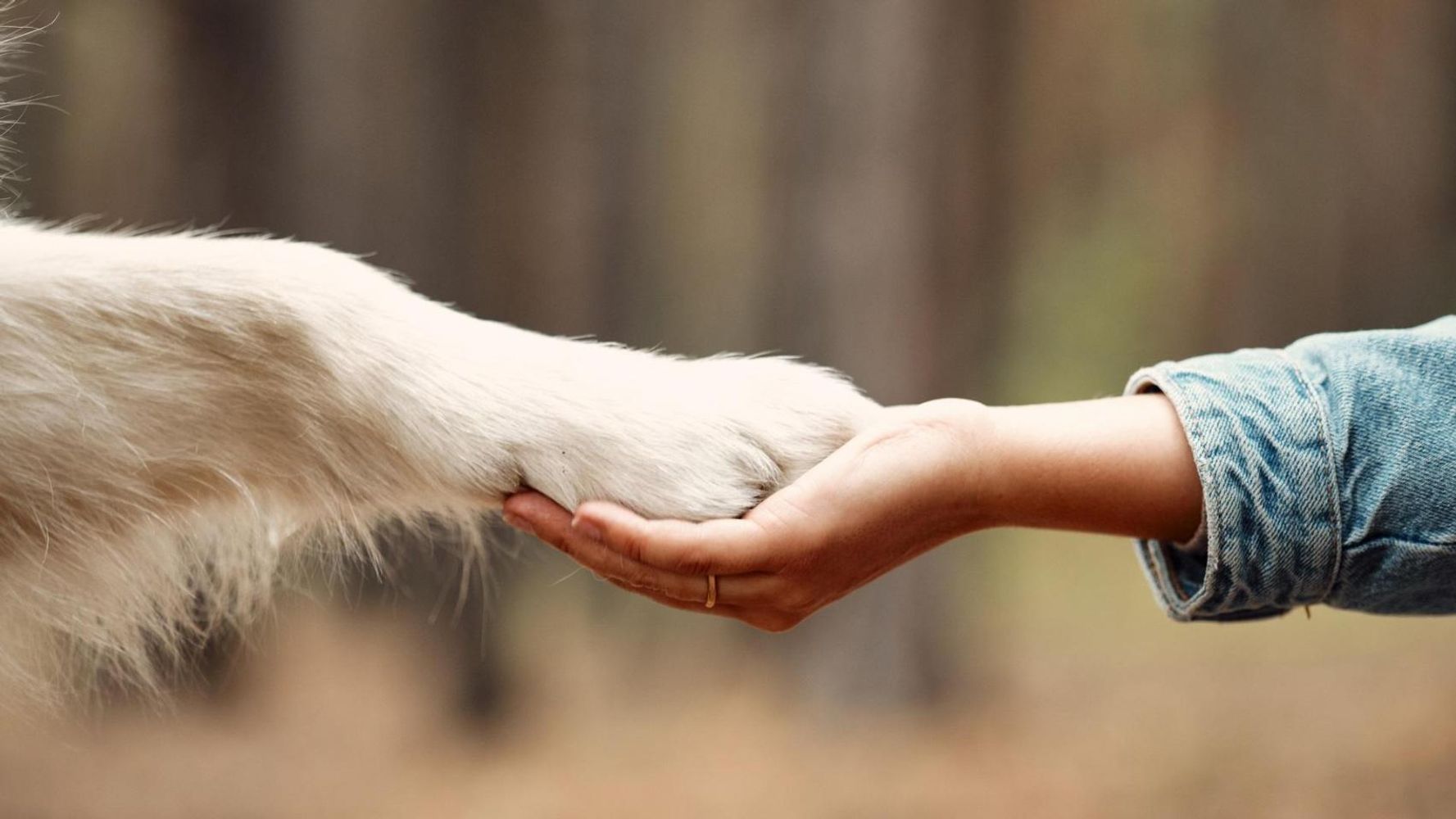 Qué dice la psicología sobre despedirse de tu mascota cuando salís de tu casa.