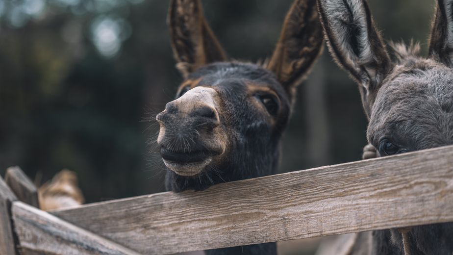 Carne de burro: qué dice la normativa sanitaria vigente