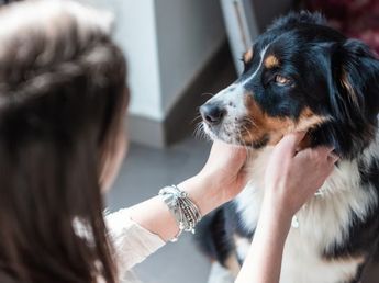Qué dice la psicología sobre despedirse de tu mascota antes de salir de casa