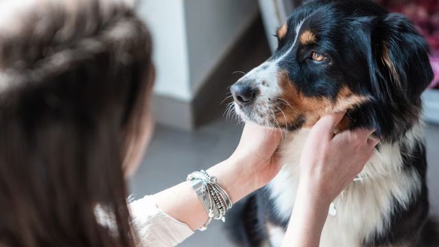 Qué dice la psicología sobre despedirse de tu mascota cuando salís de tu casa. 