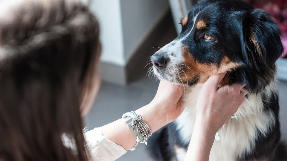 Qué dice la psicología sobre despedirse de tu mascota antes de salir de casa