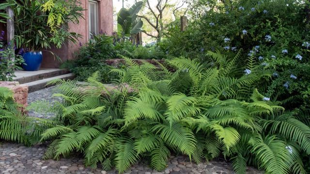 7 plantas que crecen felices en la sombra