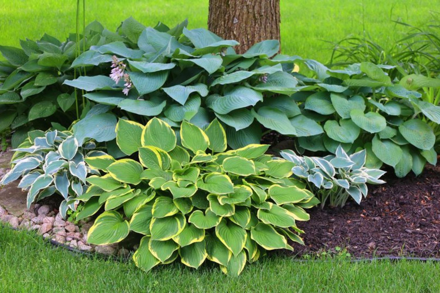 7 plantas que crecen felices en la sombra