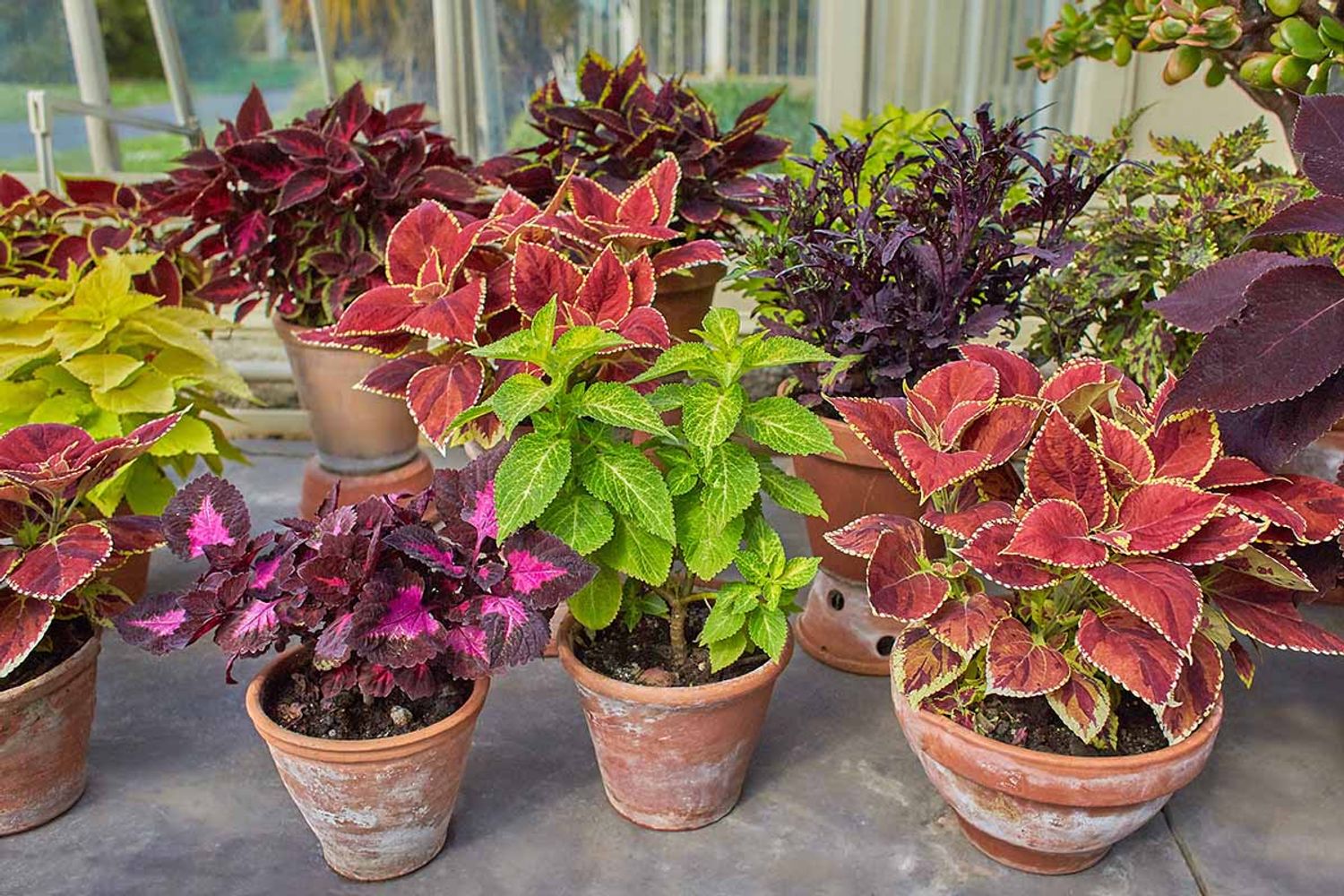 7 plantas que crecen felices en la sombra