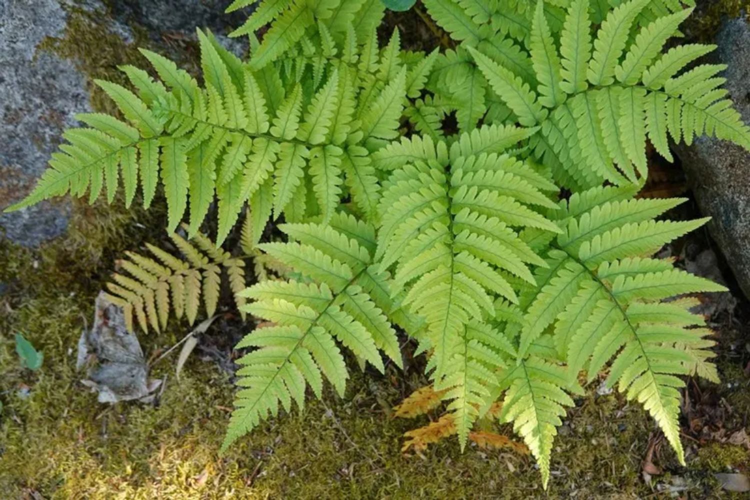 7 plantas que crecen felices en la sombra