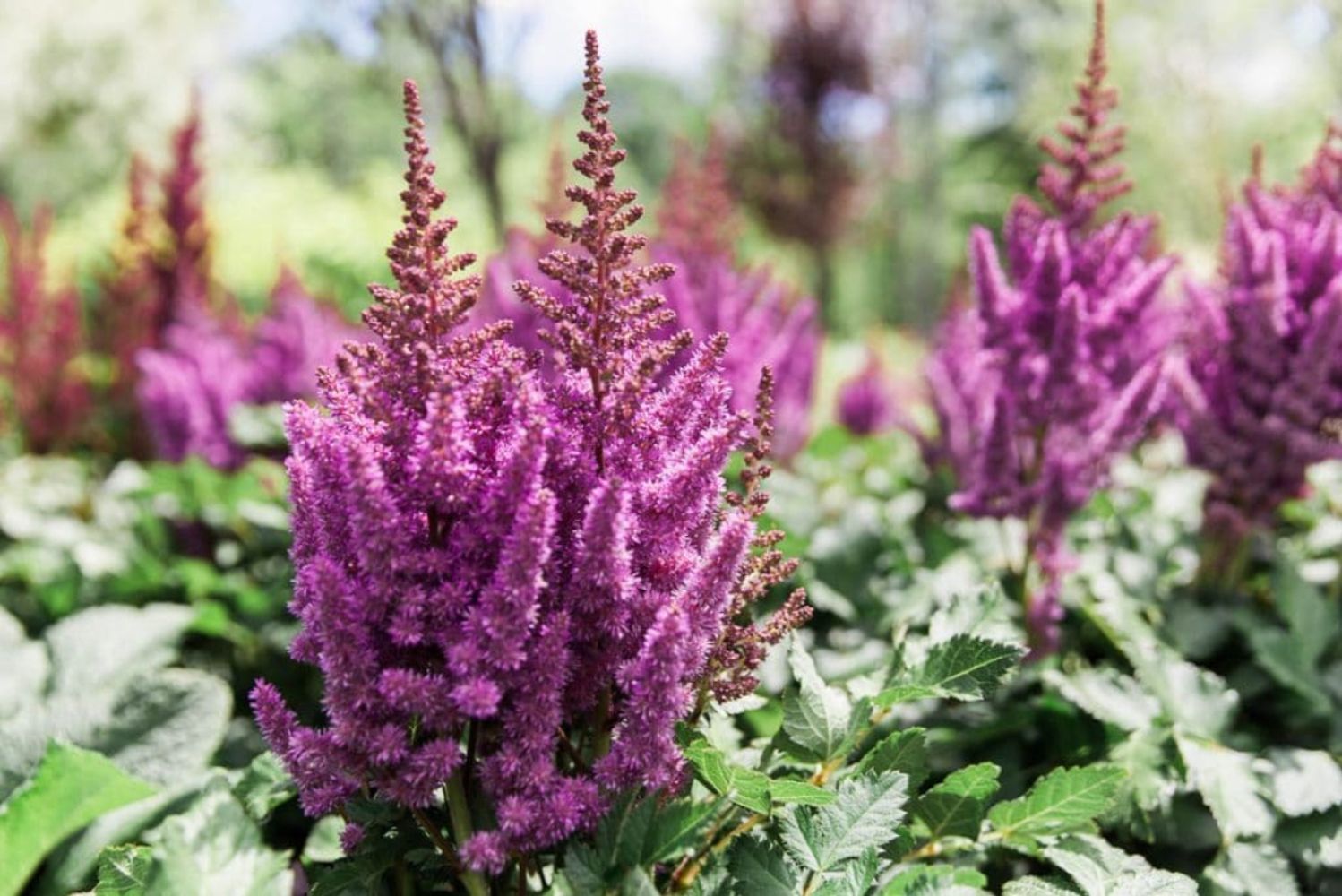7 plantas que crecen felices en la sombra