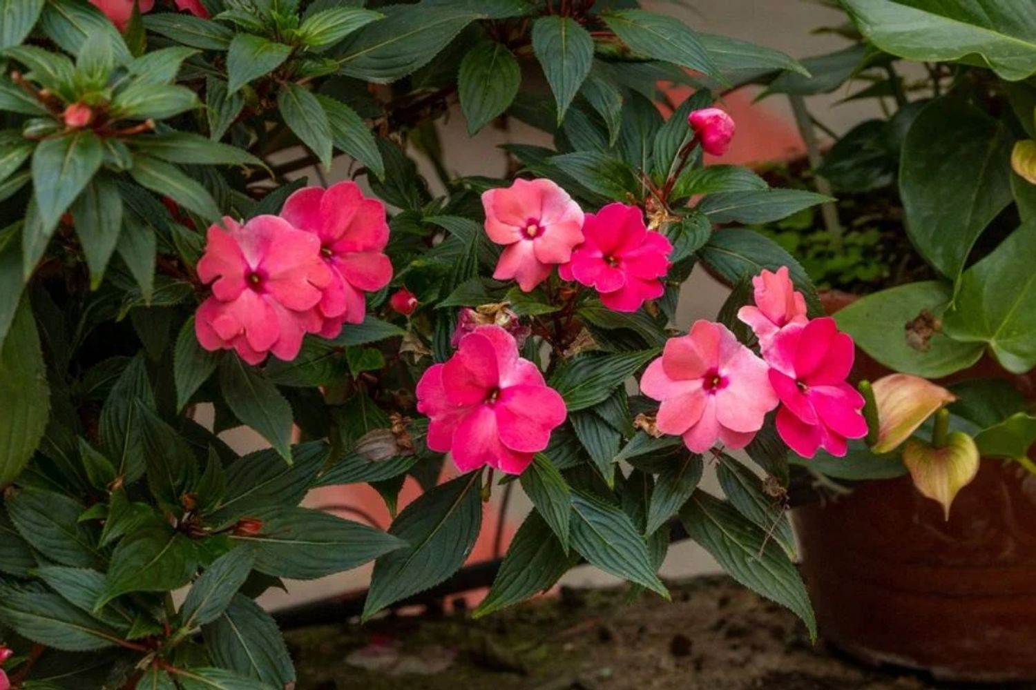 7 plantas que crecen felices en la sombra