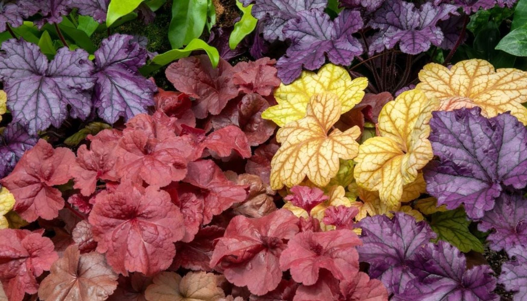 7 plantas que crecen felices en la sombra
