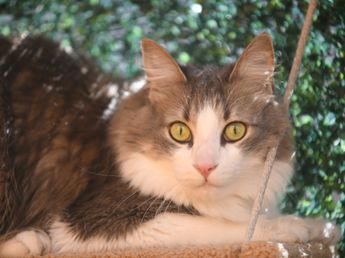 ¿Dónde dejar a tu gato cuando viajás?: la guardería felina que sorprende en Córdoba