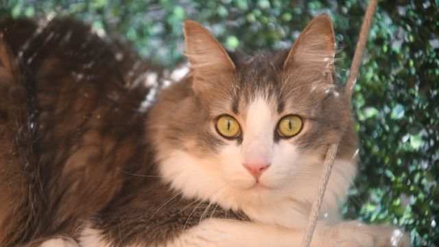 Cómo es la guardería felina que es furor en Córdoba.
