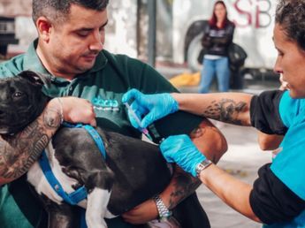 Vacunación gratuita para mascotas en Córdoba: cuándo y dónde será