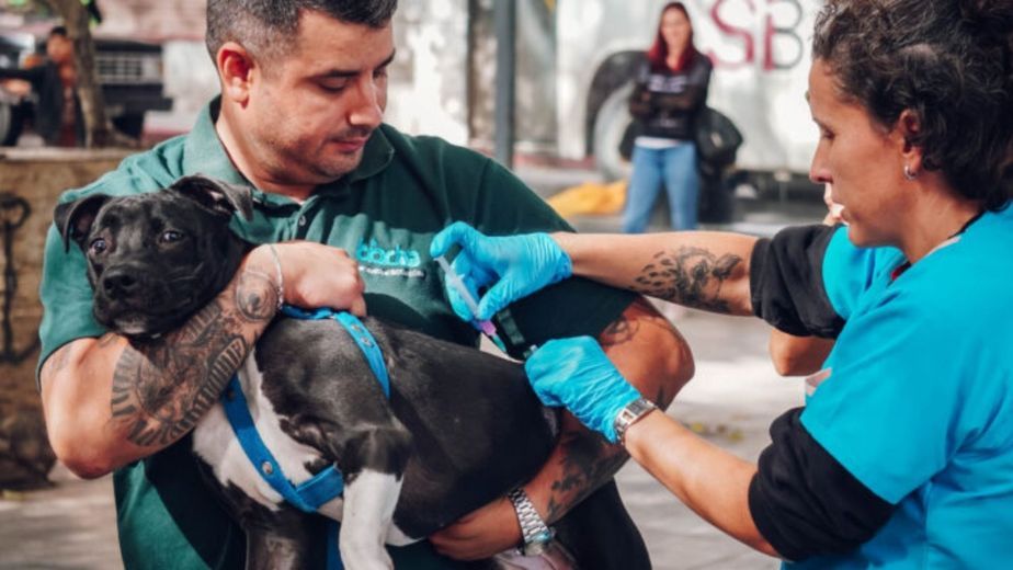 Vacunación gratuita para mascotas en Córdoba: cuándo y dónde será