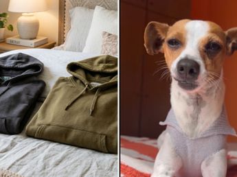 Cómo reciclar un buzo viejo y transformarlo en ropa para perros para el invierno 2026