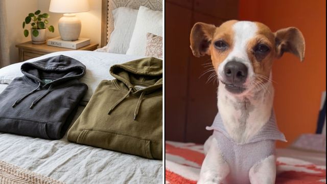 Reciclá ese buzo viejo y hacé un abrigo para tu perro en minutos: el truco casero que se volvió viral