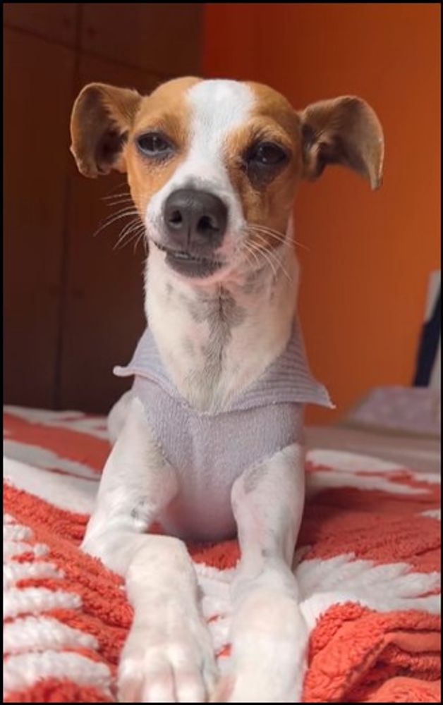 Reciclá ese buzo viejo y hacé un abrigo para tu perro en minutos: el truco casero que se volvió viral