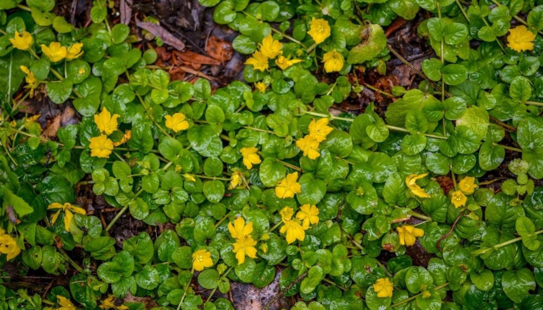 7 plantas que crecen felices en la sombra