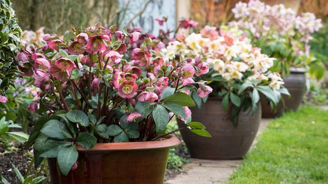 Tres árboles que soportan el frío del invierno