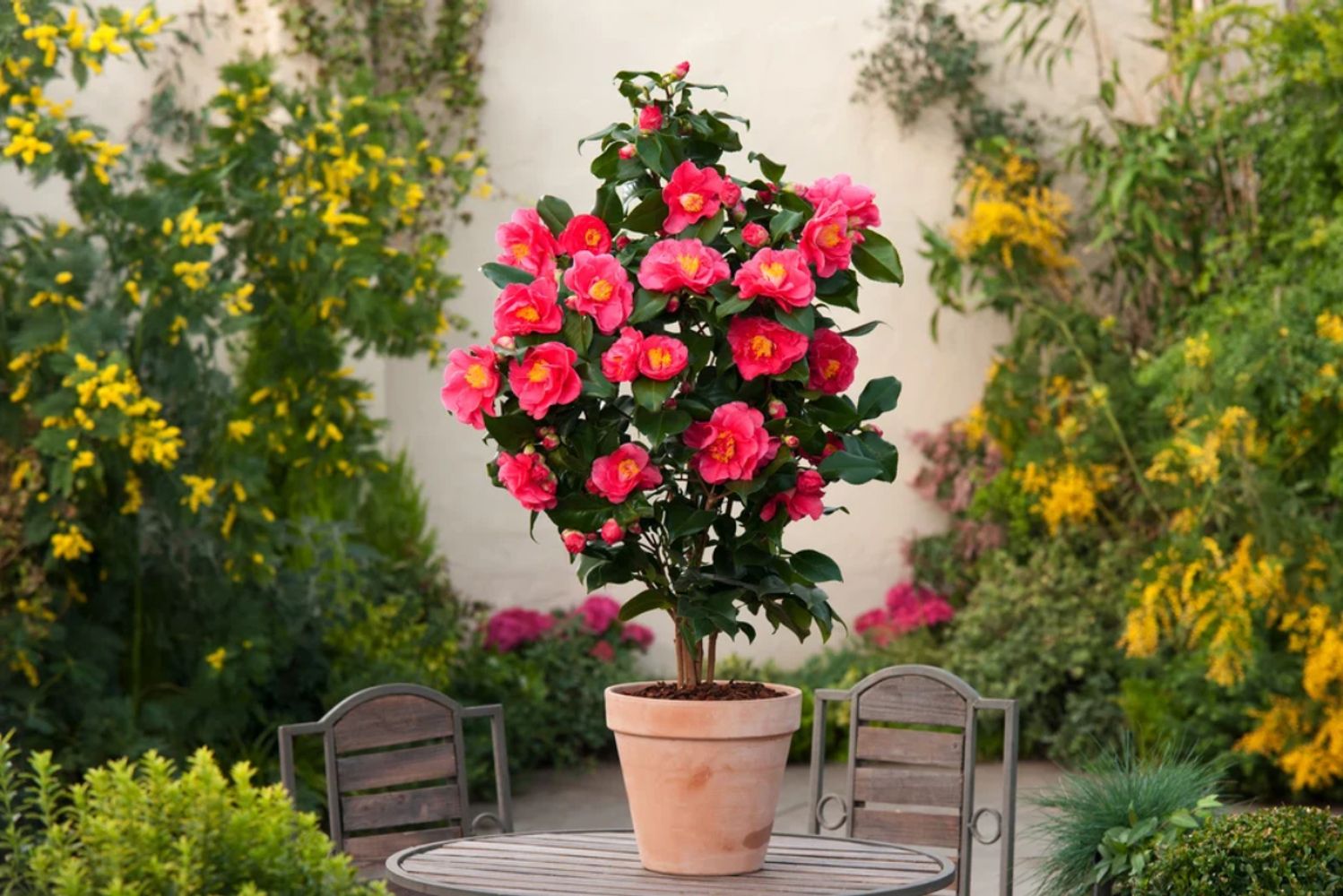 Camelia japónica 