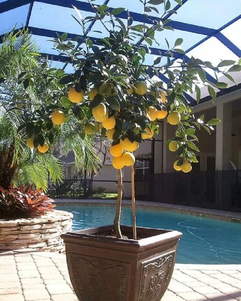 Limonero