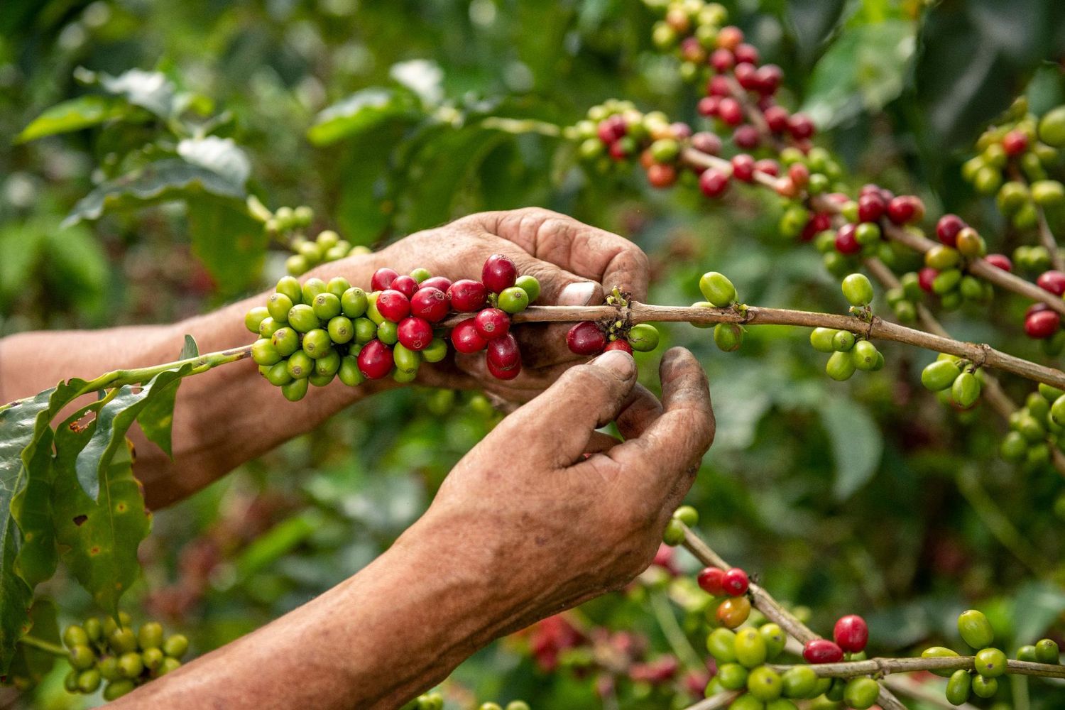 El cultivo, una experencia que atraeor su autenticidad.