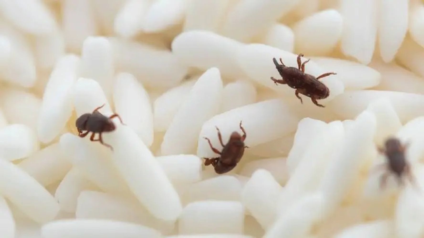 Escándalo en Gran Hermano: encontraron insectos en la comida y el video se volvió viral.