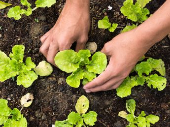 Huerta de otoño: las 5 verduras que se pueden cultivar en casa sin miedo al frío
