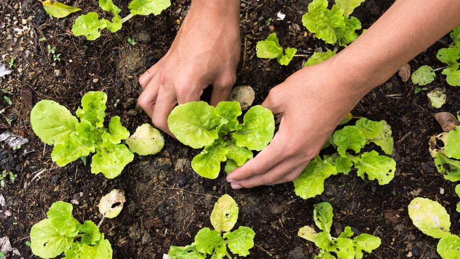Huerta de otoño: las 5 verduras que se pueden cultivar en casa sin miedo al frío
