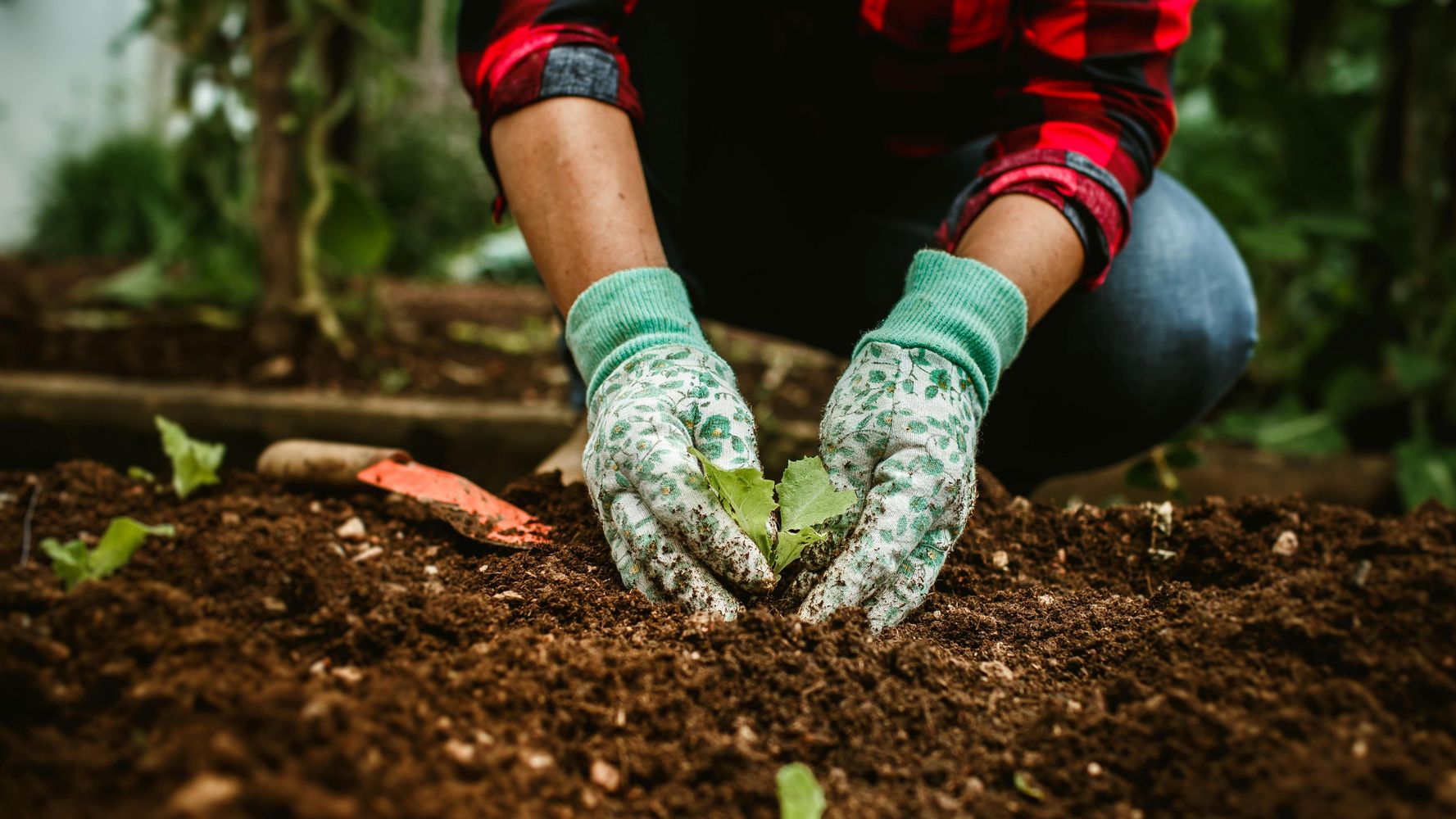 Cómo cuidar las verduras de la huerta en casa.