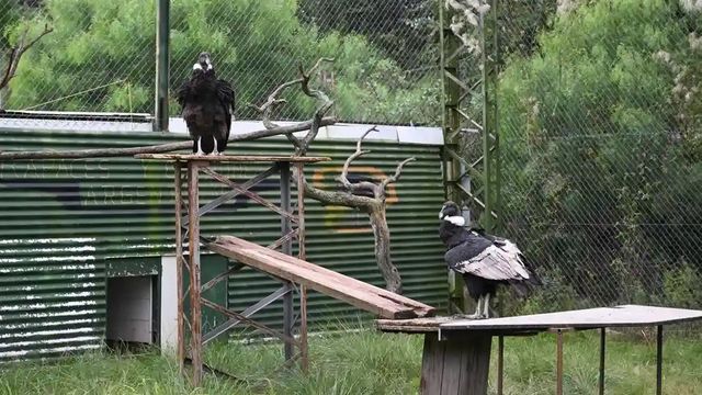 Liberarán dos cóndores tras su recuperación en Tatú Carreta.