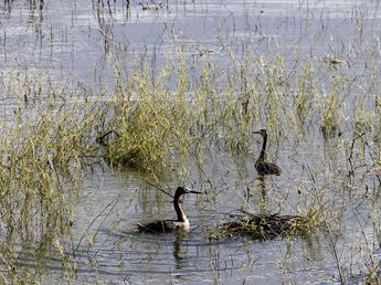 Carlos Paz celebró el Día Mundial de Observación de Aves frente al lago San Roque