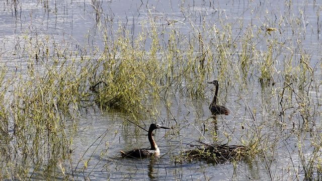 Carlos Paz celebró el Día Mundial de Observación de Aves frente al lago San Roque.