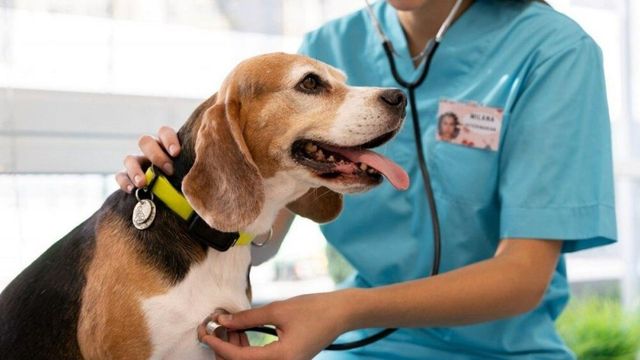 Advierten del aumento de casos de una enfermedad mortal en perros.