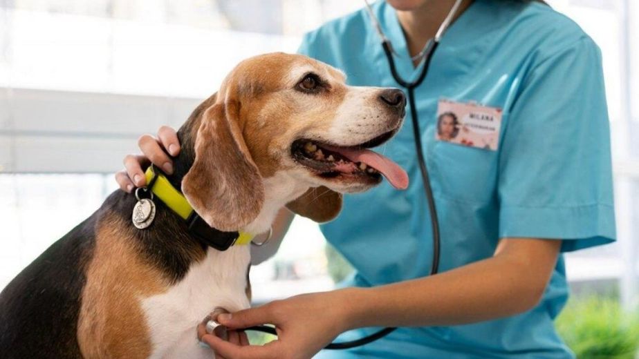 Advierten del aumento de casos de una enfermedad mortal en perros.