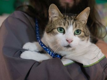 El primer local temático de gatos en Córdoba ya tiene fecha de apertura: dónde queda